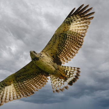 Pantanal a Rio de Janeiro