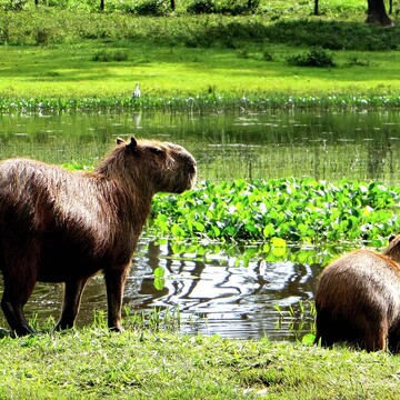 Pantanal a Rio de Janeiro