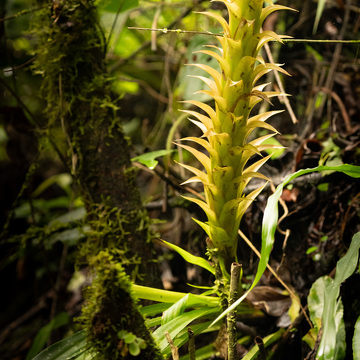 Guatemala a Nikaragua