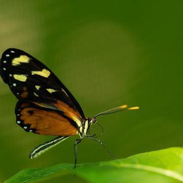 Guatemala a Nikaragua
