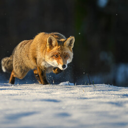 Na pytlácké stezce