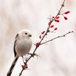 Mlynařík dlouhoocasý