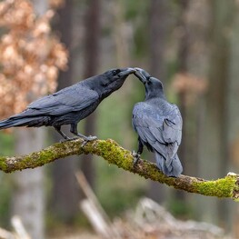 Krkavec velký (Corvus corax)