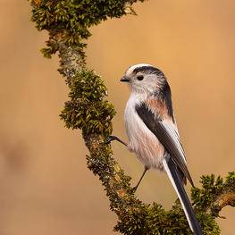 Mlynařík dlouhoocasý