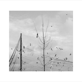 Proč ptáci létají...