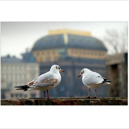 Dnes nemůžu, hrajeme Čechova...