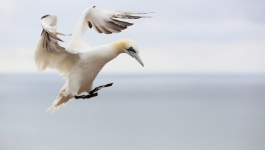 Milan Ko??, Helgoland