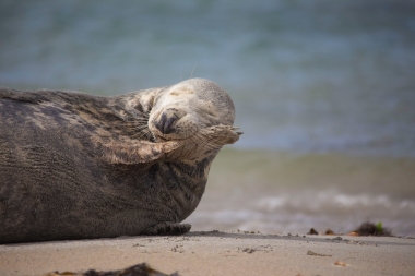 Jind??ch Va??k, Helgoland