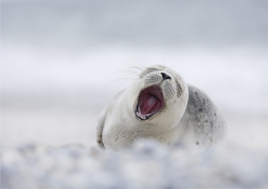 Helgoland