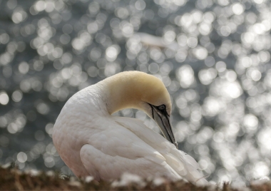 Helgoland