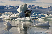 Laguna Jokulsárlón