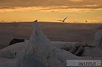 Laguna Jokulsárlón